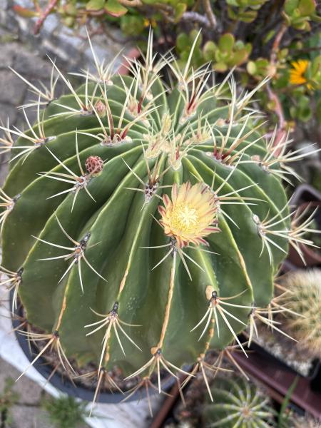 Ferocactus histrix